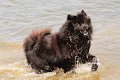 baden (16)